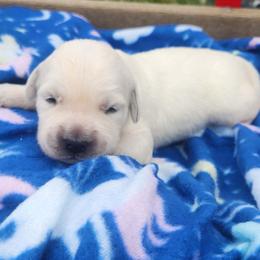 Laurie - Light golden female Golden Retriever puppy in Hastings, Michigan from Teresa Stevens