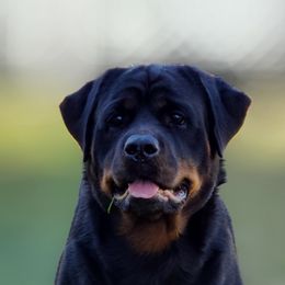 Rottweilers from Vangard's Rottweilers