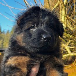 Borys - Black and red male German Shepherd puppy in Snohomish, Washington from Wataha Shepherds