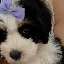 Bernedoodles, Cavapoos, and Goldendoodles from Florida Coast Doodles
