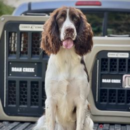 Rowdy - English Springer Spaniel