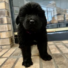 Purple Girl - Black female Newfoundland puppy in Seffner, Florida from Tampa Bay Farm