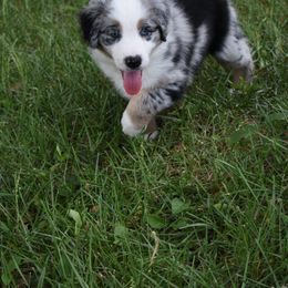 Australian Shepherd Puppies from Ellie Mae Aussies