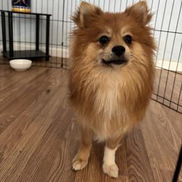 Pomeranian puppies from Premium Pom’s