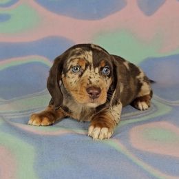 Dachshund Puppies from Newbern's Nuggets