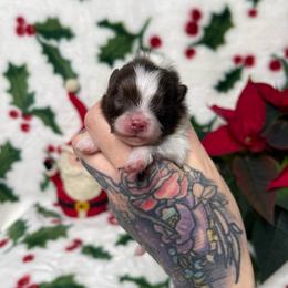Oreo - Chocolate parti male Pomeranian puppy in Roseburg, Oregon from Dbos Furry Friends