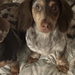 Penny Love - pet only - Piebald female Dachshund puppy in Lakeland, Florida from Elite Doxies Florida