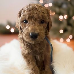 Boy - Blue - Red  male Goldendoodle puppy in Caldwell, Idaho from Idaho Mini Doodles