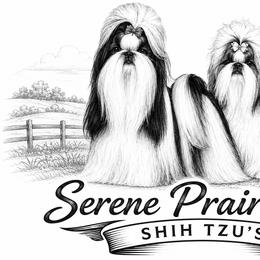 French Bulldogs, Miniature American Shepherds, and Shih Tzus from Serene Prairie K9