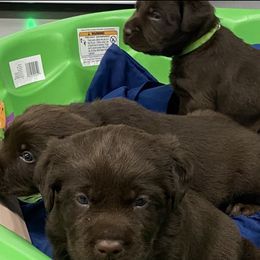 Labrador Retriever Puppies from B&L Chocolate Farm
