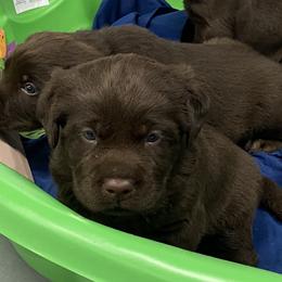 Labrador Retriever Puppies from B&L Chocolate Farm