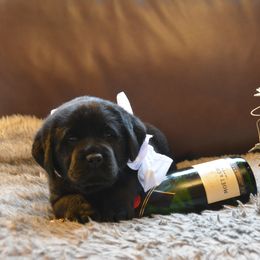 Labrador Retriever Puppies from ReiMur Labradors