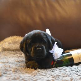 Labrador Retriever Puppies from ReiMur Labradors