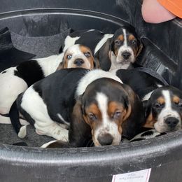 Basset Hound Puppies from 5th Day Farm