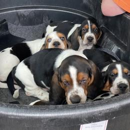Basset Hound Puppies from 5th Day Farm