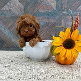 Sparrow - Red female Cavapoo puppy in Beresford, South Dakota from DAKOTA DOOD RANCH