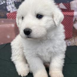 Yellow Girl - White female Great Pyrenees puppy in Elfrida, Arizona from Outlaw Acres Farm & Kennels