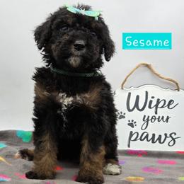 Sesame - Phantom female Bernedoodle puppy in Neillsville, Wisconsin from Granton Creek