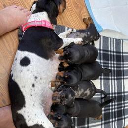 Dachshund Puppies from Winnie’s Doxys