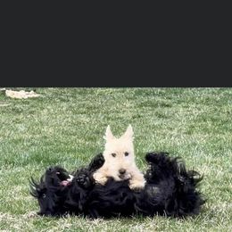 Scottish Terrier Puppies from Gina Smith