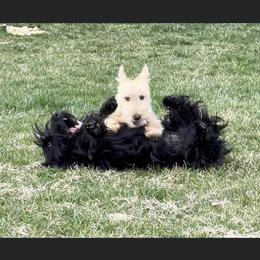 Scottish Terrier Puppies from Gina Smith