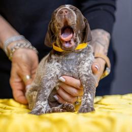 Yellow Boy - Liver and white male German Shorthaired Pointer puppy in Bryan, Texas from Ehrenvogel and Bessdach Kennels