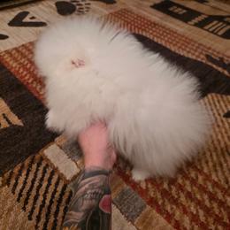 Boy 1 - White male Pomeranian puppy in Burbank, Arizona from Twins Dream Poms