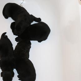 Boy 1 - Black male Newfoundland puppy in Ellendale Forge, Pennsylvania from Opening Heavens Doors Newfoundlands