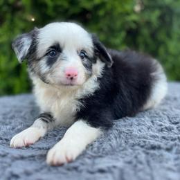 Bo - Blue merle male Miniature Australian Shepherd puppy in Alabama from SBA Aussies