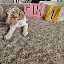 Girl 1 - Parti female Poodle puppy in Detroit, Michigan from Pretty Spoiled Spoos llc