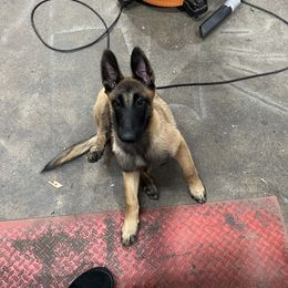 Belgian Malinois Puppies from MonStar Malinois