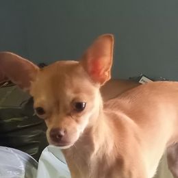Cozy - Chihuahua