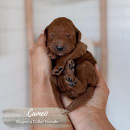 Cameo - Red  female Goldendoodle puppy in Roanoke Rapids, North Carolina from Sweeter than Honey Doodles