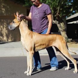 Zareen - Great Dane