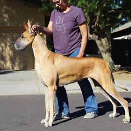 Zareen - Great Dane