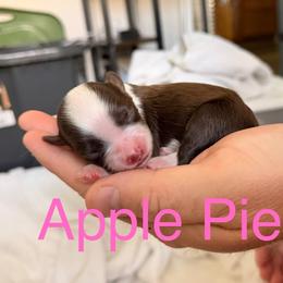 Apple Pie - Brown and white female Aussiedoodle puppy in Lincoln, California from Frenchie LOVE and Doodles