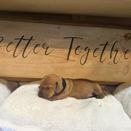 Inferno - Red male Dachshund puppy in Auxvasse, Missouri from Above Par Kennels