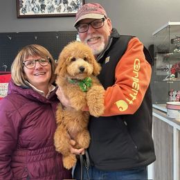 Bordoodle and Poodle All Grown Up from Poo's Doo's & Inu's