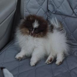 Teddy - Chocolate male Pomeranian puppy in Creswell, North Carolina from Grace's Poms🐾💕