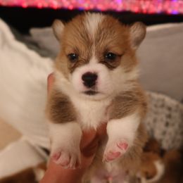 Pembroke Welsh Corgis from Adrian Balvanera