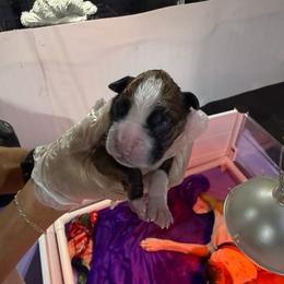 Pink - Fawn female Boxer puppy in Jamesville, New York from Reynolds Homestead Boxers