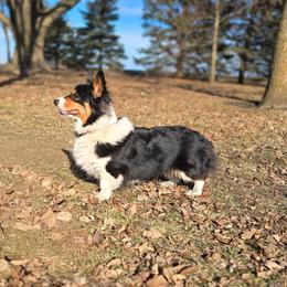 Pembroke Welsh Corgi puppies from Savages Low riders