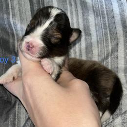Australian Shepherd and Shetland Sheepdog Puppies from Serenity falls