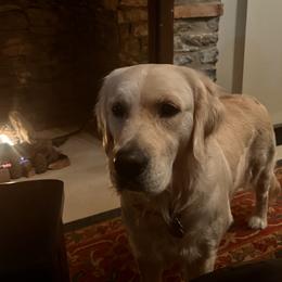 Ruby - Golden Retriever