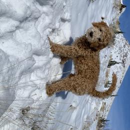 Goldendoodle Puppies from High Desert Goldendoodles
