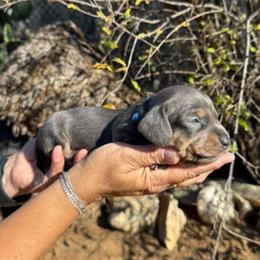 Puppy 6 - Gray (blue) and tan male Dachshund puppy in Riverside, California from Saddle Up Dachshunds