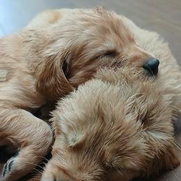 Black - Dark golden male Golden Retriever puppy in Sumterville, Florida from Hope Service Dogs, Inc