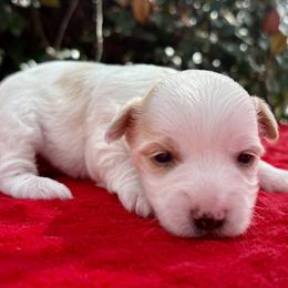 Daisy - Chocolate tan and white female Biewer Terrier puppy in Bunnell, Florida from Royal Biewer and Royal Aussies