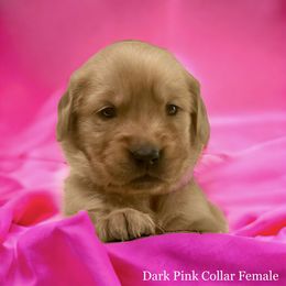 Golden Retriever Puppies from Studley Hill Goldens, LLC.