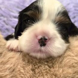 Tri Girl 1 - Tri-color female Cavalier King Charles Spaniel puppy in Meridian, Idaho from Reflection Cavaliers